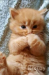 Persian baby cat